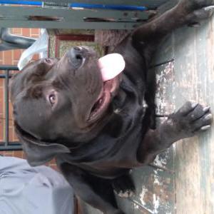 Image of Hoss, Lost Dog