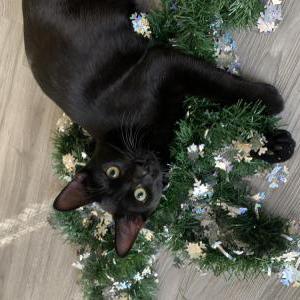 Image of jinx, Lost Cat