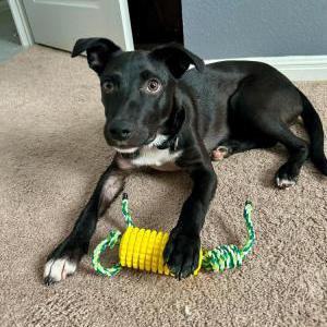 Image of Bliss (Blitz), Lost Dog