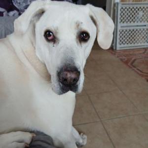 Image of Casper, Lost Dog