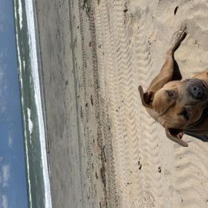 Image of Keno, Lost Dog