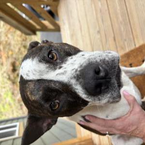 Found Dog Unknown