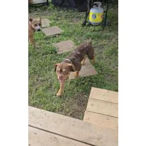Image of Pebbles, Lost Dog