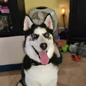 Image of Demon, Lost Dog