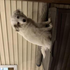 Image of Bear, Lost Dog