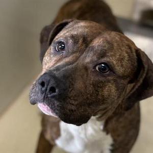 Image of Luna“ Tooney Looney”, Lost Dog