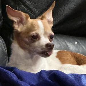 Image of Peso, Lost Dog