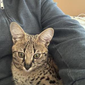 Image of Simba, Lost Cat