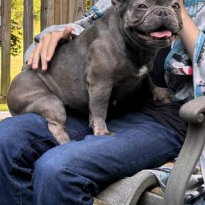 Image of Duchess, Lost Dog