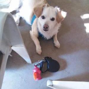 Image of Yoda, Lost Dog