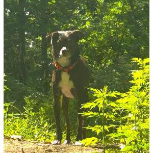 Image of Cricket, Lost Dog