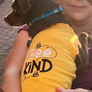 2nd Image of Cricket, Lost Dog