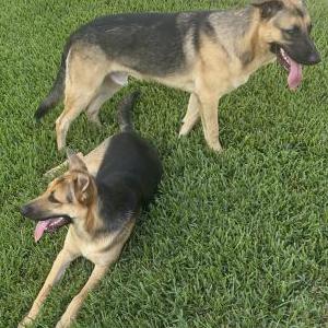 Image of Unknown, Found Dog