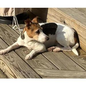 Lost Dog Waffles