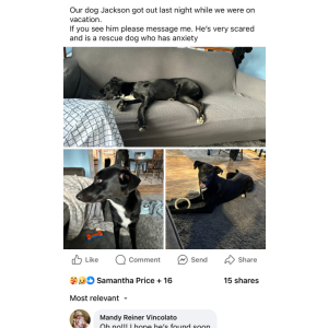 Image of Jackson, Lost Dog