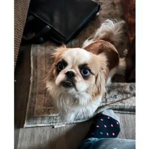 Image of Baby/ pinky, Lost Dog