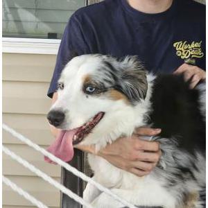 Image of unknown, Found Dog