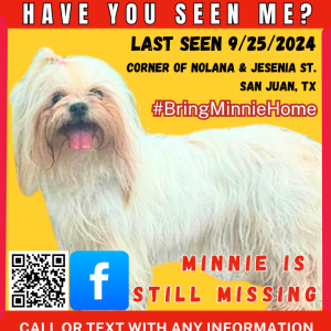 Image of Minnie, Lost Dog