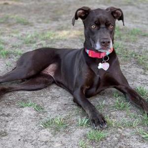 Image of Godiva, Lost Dog