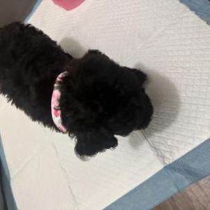 Image of Frisky, Lost Dog