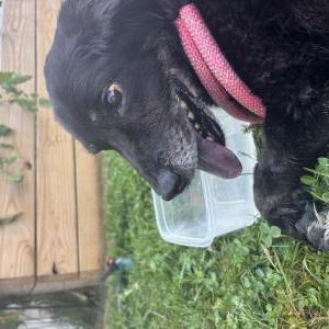 Image of Unknown, Lost Dog