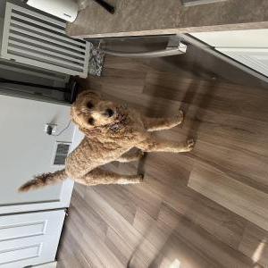 Image of Wesley, Lost Dog