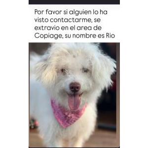 Lost Dog Rio