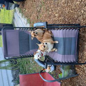 Image of Harley (Karcher), Lost Dog