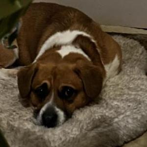 Image of Apollo, Lost Dog