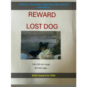 Image of Ollie, Lost Dog