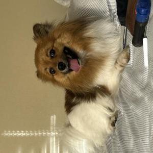 Image of 50, Lost Dog