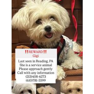 Image of Gigi, Lost Dog