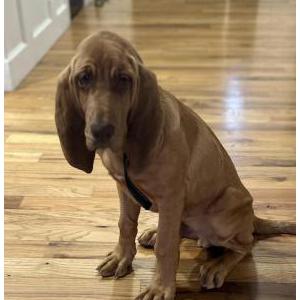 Image of Louie, Lost Dog