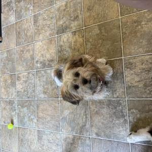 Image of Camila, Lost Dog