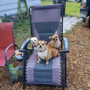 Image of Harley, Lost Dog