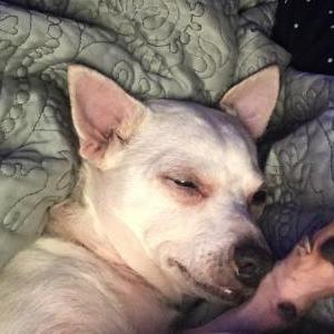 Image of Jake, Lost Dog