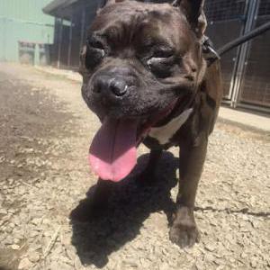 Image of Chop, Found Dog