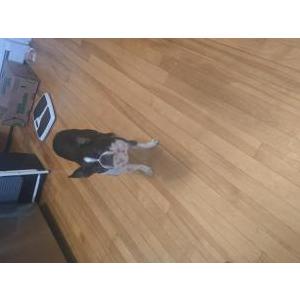 Image of Nala, Lost Dog