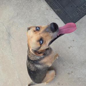 Found Dog unknown