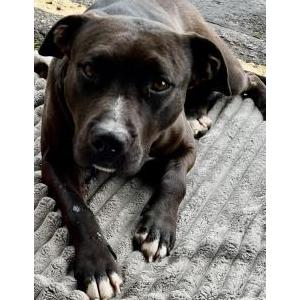 Image of Savage, Lost Dog