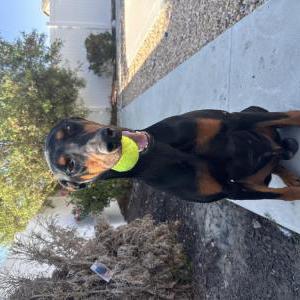 Image of Unknown, Found Dog