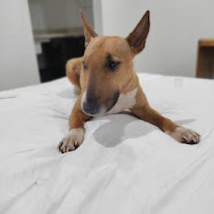 Image of Moose, Lost Dog