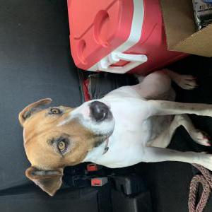 Image of Unknown, Found Dog