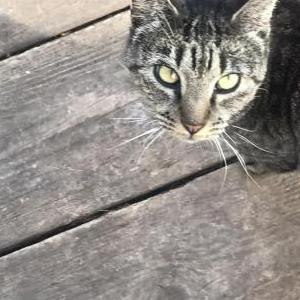 Image of Gatekeeper, Lost Cat