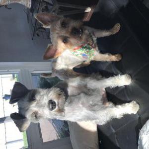 Image of Lexie, Lost Dog