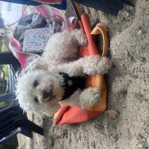 Image of Manchego, Lost Dog