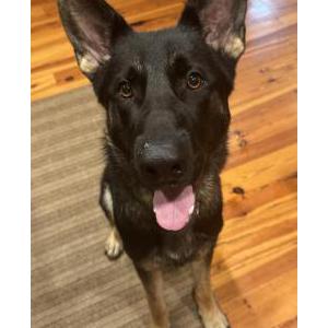 Image of unknown, Found Dog