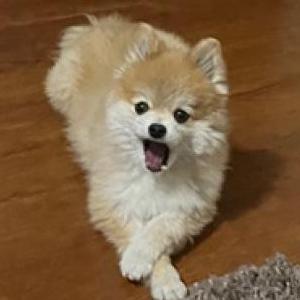 Image of Daisy Mae, Lost Dog