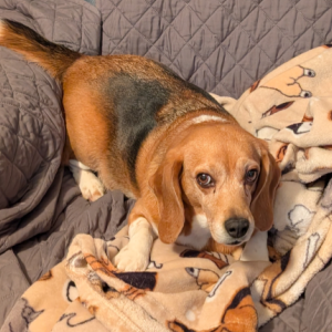 Image of Charlotte, Lost Dog