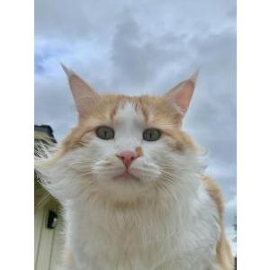 Image of Ginger, Lost Cat